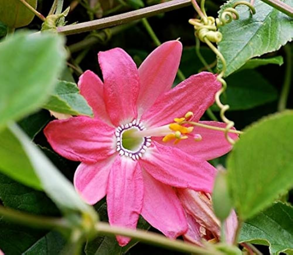 Amazon | バナナパッションフルーツの種(20粒) | 果物 Amazon | バナナパッションフルーツの種(20粒) | 果物